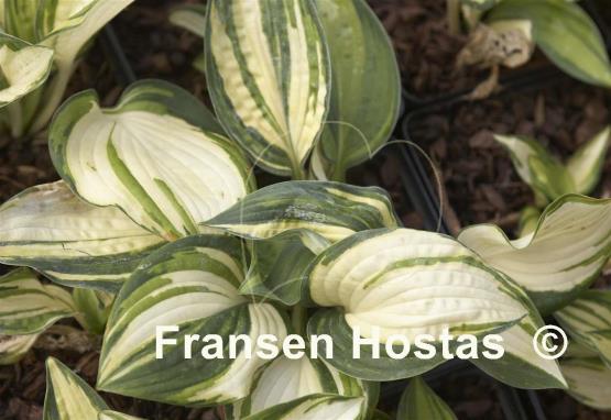 Hosta Sugar Mama